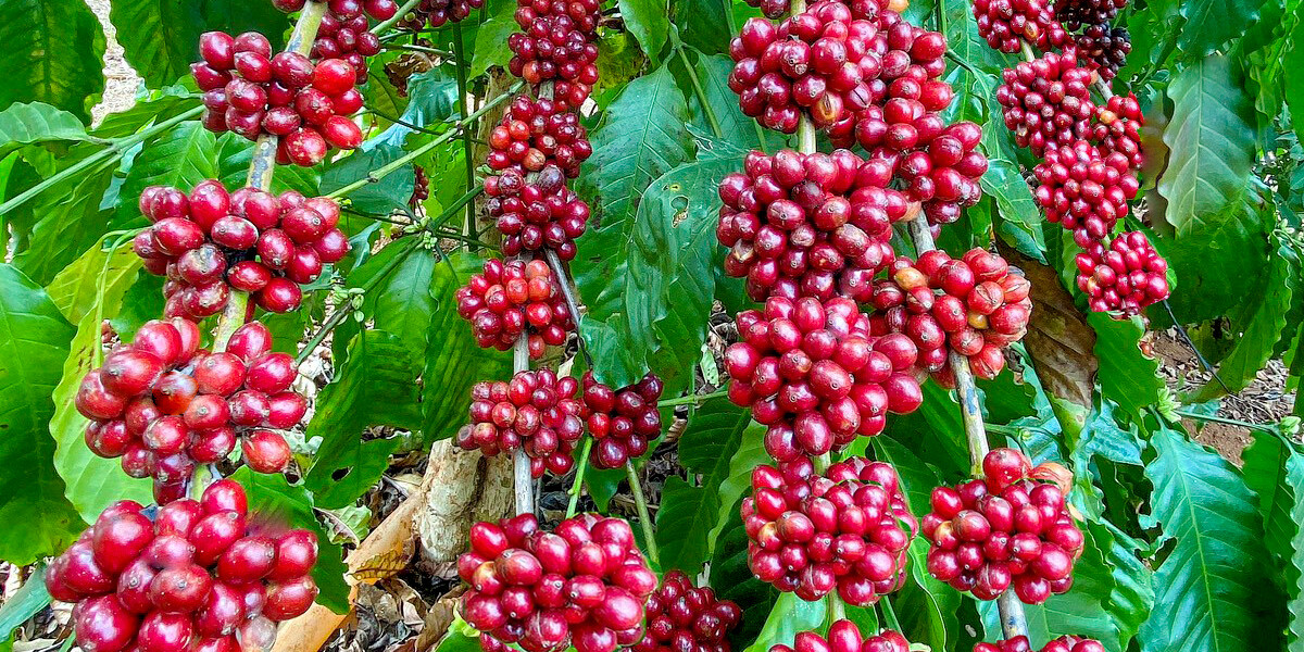 Cà Phê Hạt Nguyên Chất Robusta